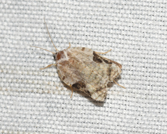 Acleris subnivana