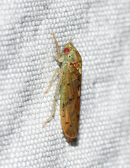 Ponana quadralaba