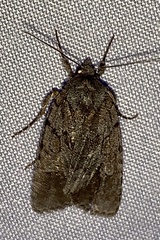 Sympistis dentata