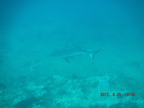 Carcharhinus amblyrhynchos