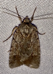 Sympistis dentata