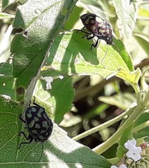 Orsilochides variabilis