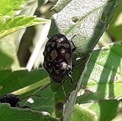 Orsilochides variabilis