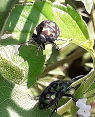 Orsilochides variabilis