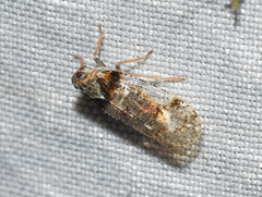 Cixius nervosus