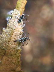 Gerromorpha