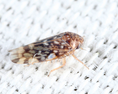 Xestocephalus superbus