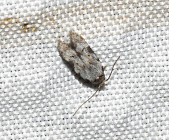 Taygete attributella