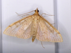 Anania mysippusalis