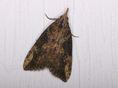 Hypena humuli