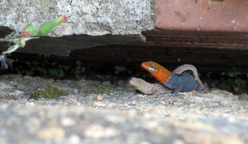 White-throated Clawed Gecko, Gonatodes albogularis