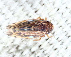 Xestocephalus superbus