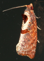 Glyphidoptera insignana