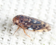 Xestocephalus superbus