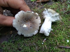 Russula modesta