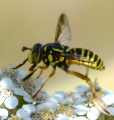 Spilomyia citima