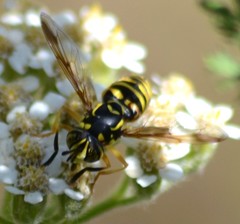 Spilomyia citima