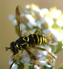 Spilomyia citima