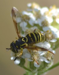 Spilomyia citima