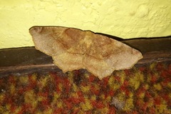 Antepione thisoaria