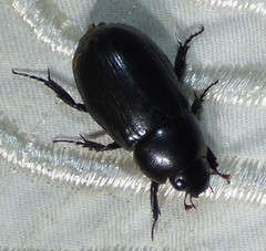 Dyscinetus