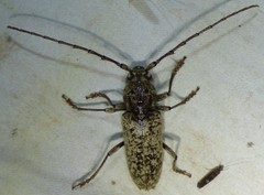 Enaphalodes cortiphagus