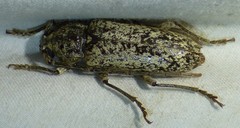 Enaphalodes cortiphagus