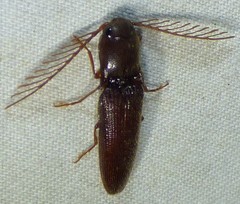 Dicrepidius palmatus