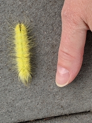 Acronicta americana
