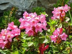 Rhododendron hirsutum