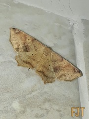 Antepione thisoaria