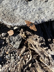Euphydryas chalcedona sierra