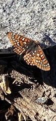 Euphydryas chalcedona sierra