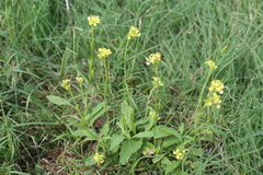 Rapistrum rugosum