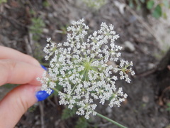 Daucus carota