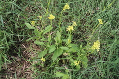 Rapistrum rugosum