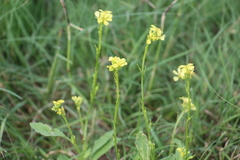 Rapistrum rugosum