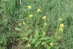 Rapistrum rugosum