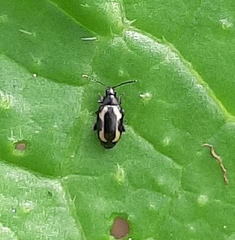 Phyllotreta striolata