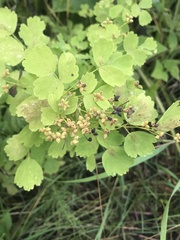 Thalictrum baicalense