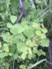 Thalictrum baicalense
