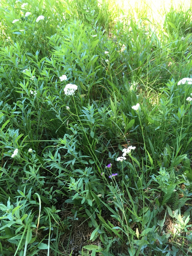 flowering plants from Yosemite National Park, Yosemite National Park