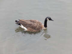 Branta canadensis
