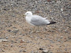 Larus delawarensis