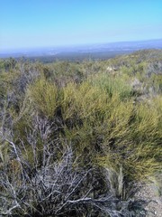 Prosopidastrum dehiscens