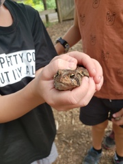 Anaxyrus americanus