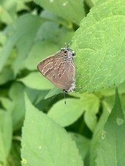 Satyrium caryaevorus