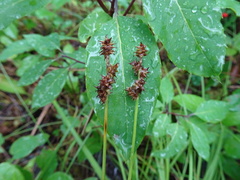 Carex wiegandii