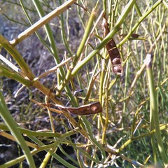 Prosopidastrum dehiscens