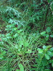 Carex wiegandii